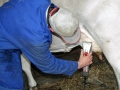 Milchwirtschaft: “Cattle first”
