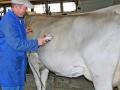 Milchwirtschaft: “Cattle first”