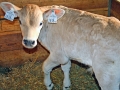 Milchwirtschaft: “Cattle first”