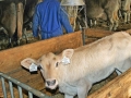 Milchwirtschaft: “Cattle first”