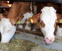 Qualitätsfleisch aus Tirol