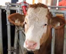 Qualitätsfleisch aus Tirol