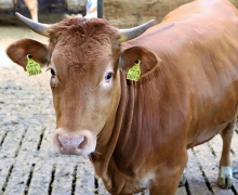 Qualitätsfleisch aus Tirol