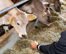 Qualitätsfleisch aus Tirol