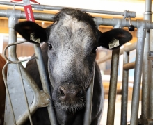 Qualitätsfleisch aus Tirol